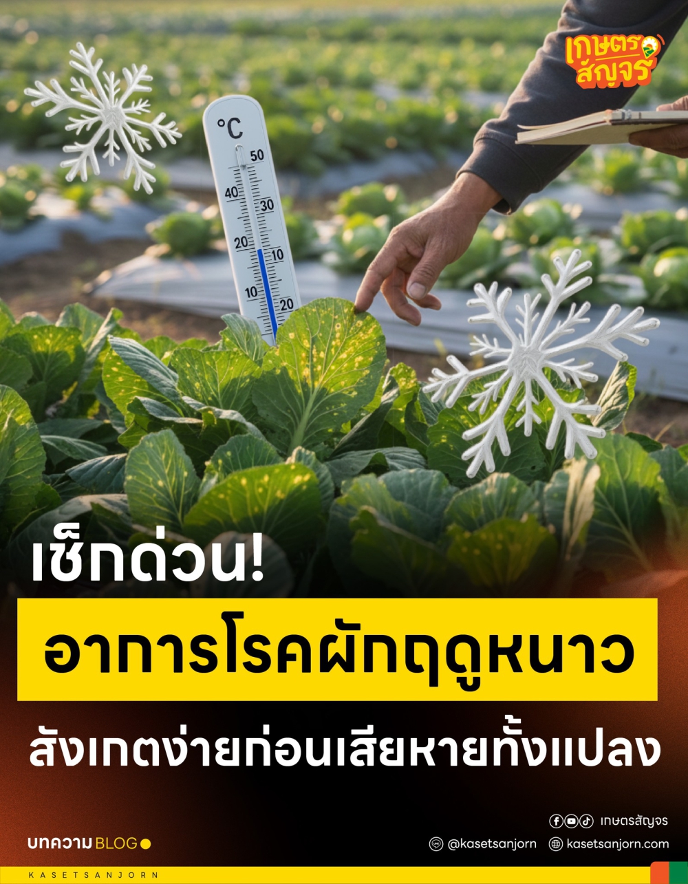 เช็กด่วน!อาการโรคผักฤดูหนาวที่สังเกตง่ายก่อนเสียหายทั้งแปลง