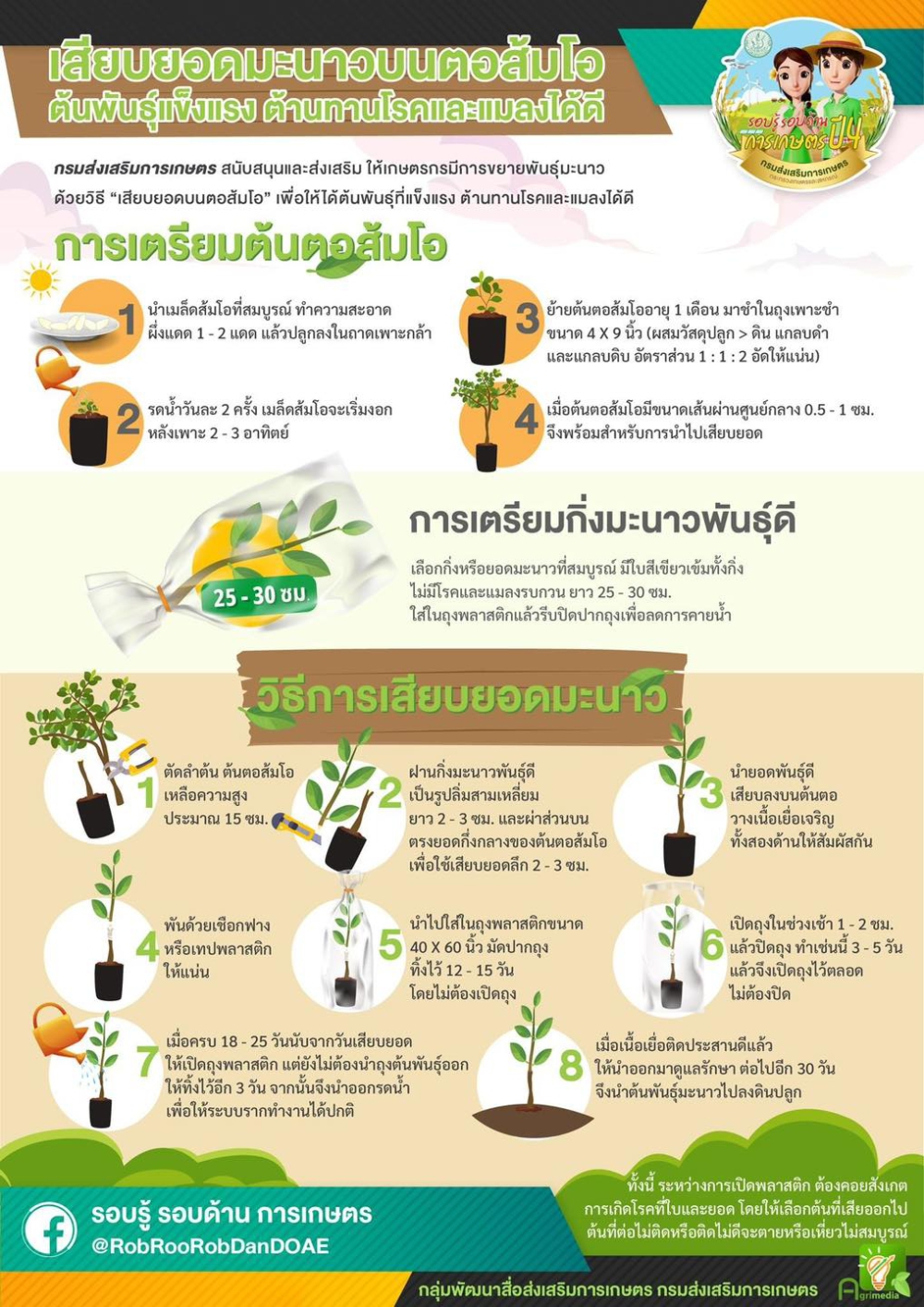 การเสียบยอดมะนาวบนตอส้มโอต้นพันธุ์แข็งแรงต้านทานโลกและแมลงได้