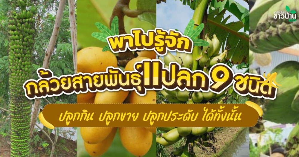 พาไปรู้จักกล้วยสายพันธุ์แปลก