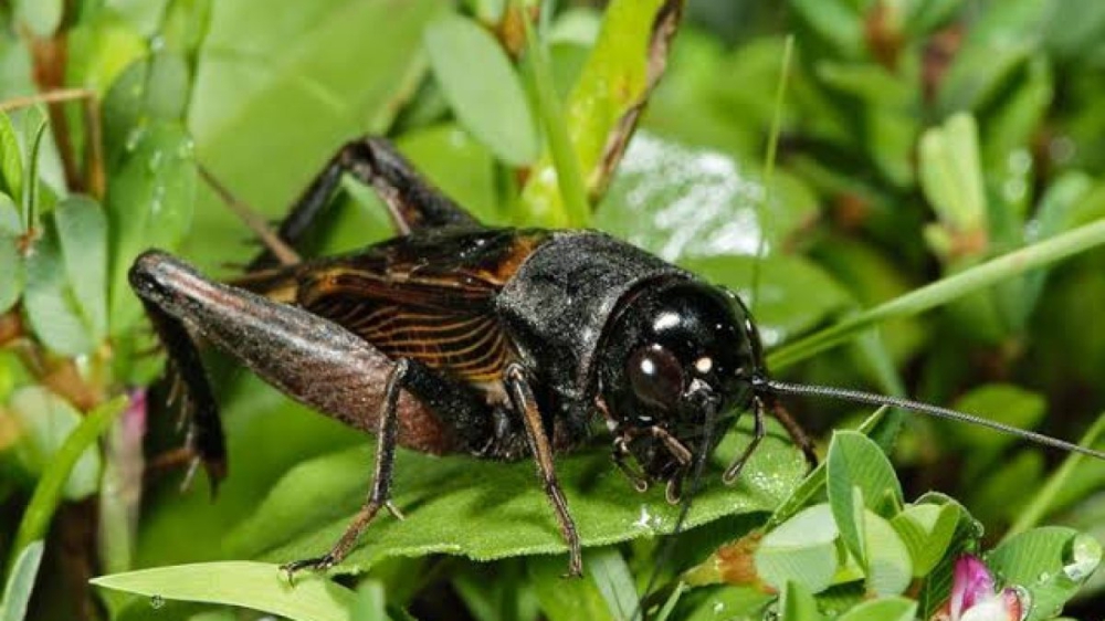 ผลิตภัณฑ์จิ้งหรีดหมัก