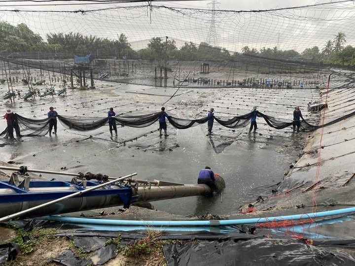 ถอดรหัสการเลี้ยงกุ้ง จังหวัดฉะเชิงเทรา