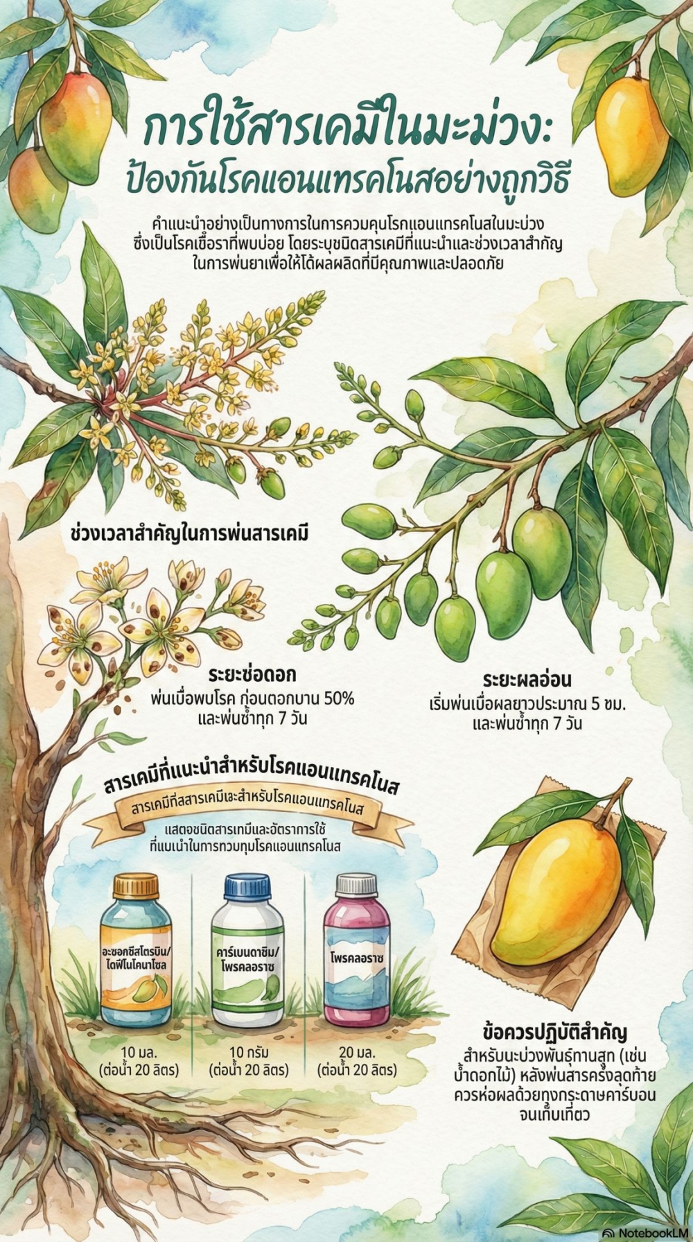 การใช้สารเคมีในมะม่วง