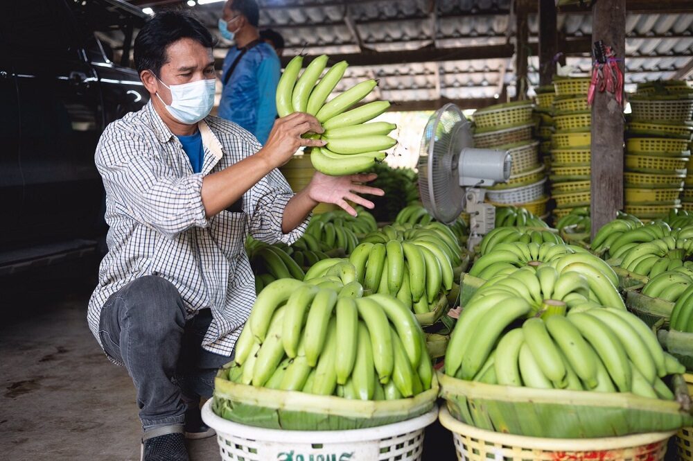 กลุ่มแปลงใหญ่กล้วยหอมทองตำบลนพรัตน์