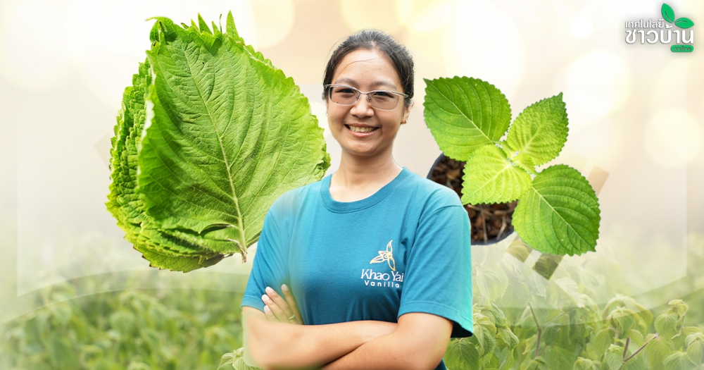 ปลูกใบงาเกาหลีพืชอายุสั้นทำเงินเร็ว