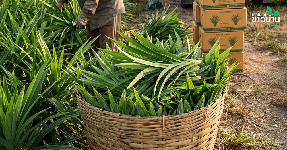 ‘ใบเตย’ จากสมุนไพรใกล้ตัว สู่โอกาสใหม่ในตลาดส่งออก