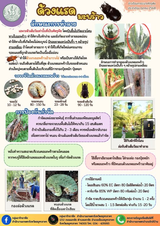 ด้วงแรดมะพร้าว