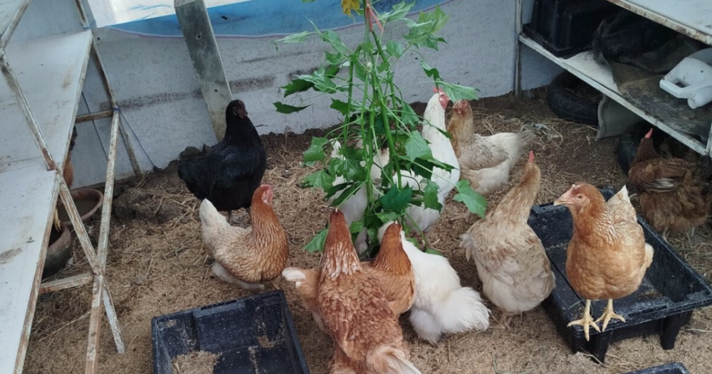 สวนผักปู่วรรณเลี้ยงไก่อารมณ์ดี