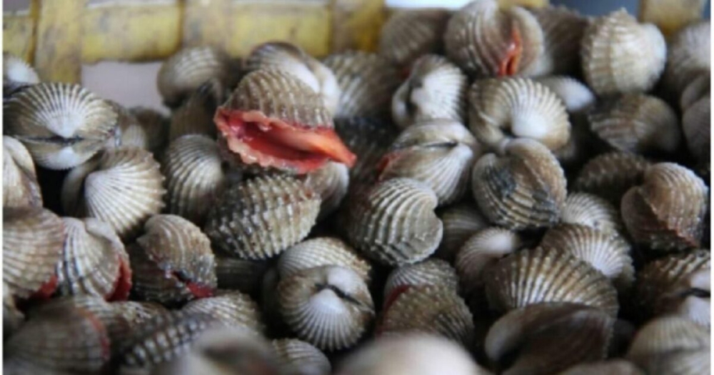 เทคนิคการเพาะเลี้ยง