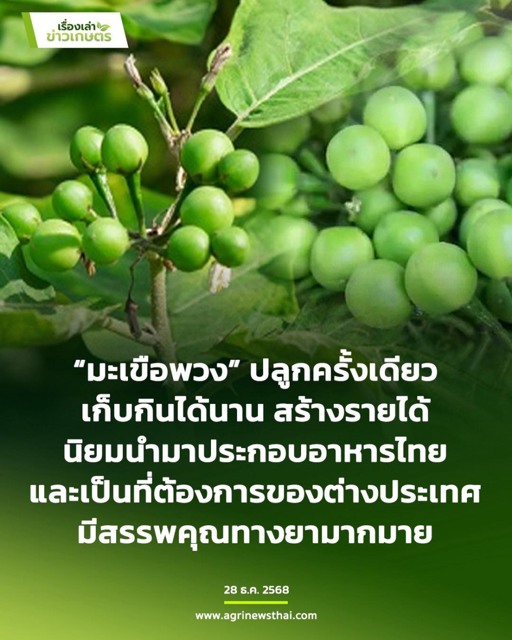 “มะเขือพวง”พืชเขตร้อนปลูกครั้งเดียวเก็บกินได้นาน