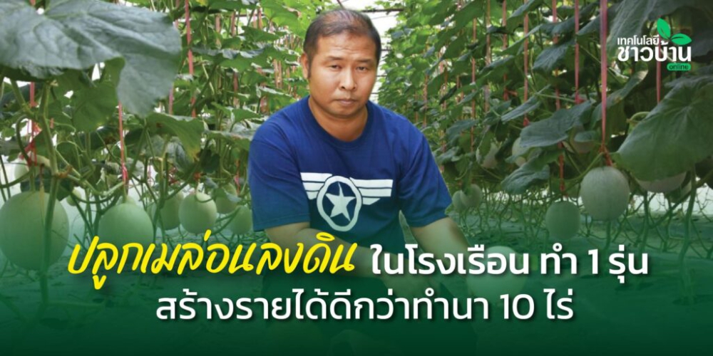 ปลูกเมล่อนลงดินในโรงเรือน