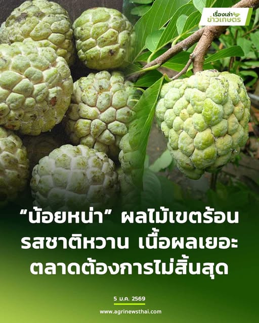 น้อยหน่าผลไม้เขตร้อนรสชาติหวานเนื้อผลเยอะ