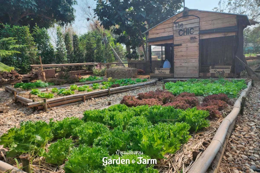 ปลูกผักให้ประหยัดและทำง่ายด้วย Farm Reuse สไตล์วินเทจ