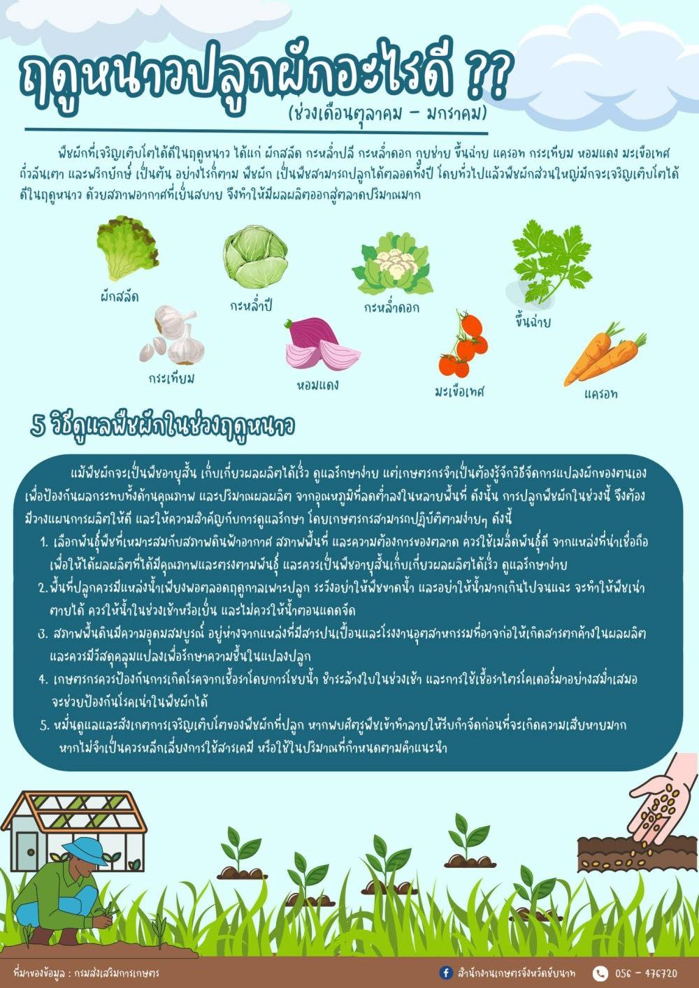 ฤดูหนาวปลูกผักอะไรดี