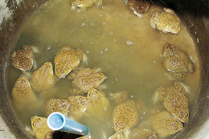 เลี้ยงกบพื้นเมืองแนวใหม่