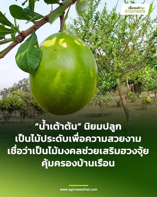 น้ำเต้าต้น