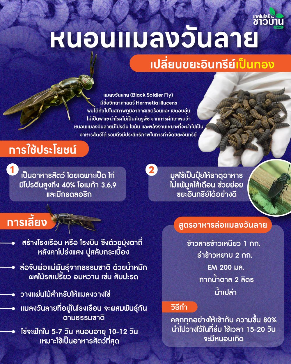 อาหารไก่ชั้นยอดโปรตีนสูง