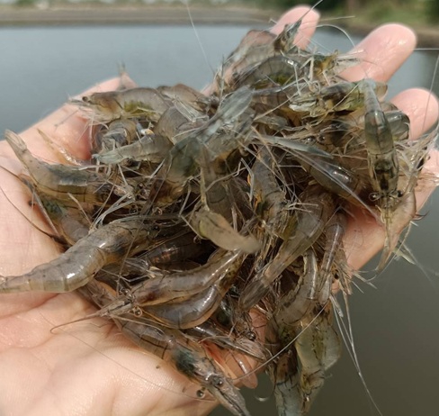 มองตลาดก่อนเลี้ยง!