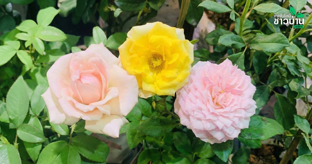 แนะเทคนิคใส่ปุ๋ยกุหลาบ ให้ดอกดก ใหญ่สวย สีสด