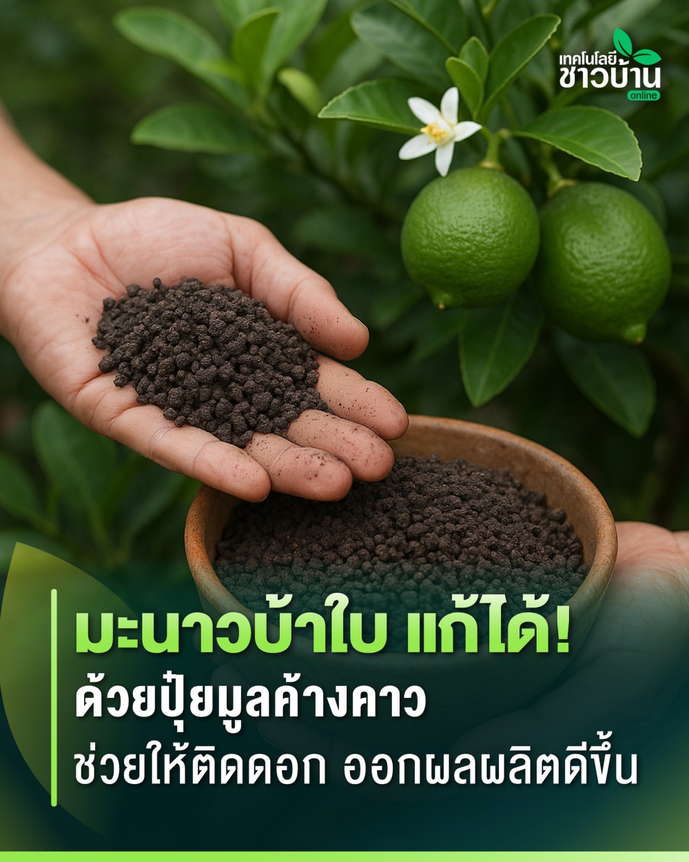 มะนาวบ้าใบแก้ได้!ด้วยปุ๋ยมูลค้างคาว