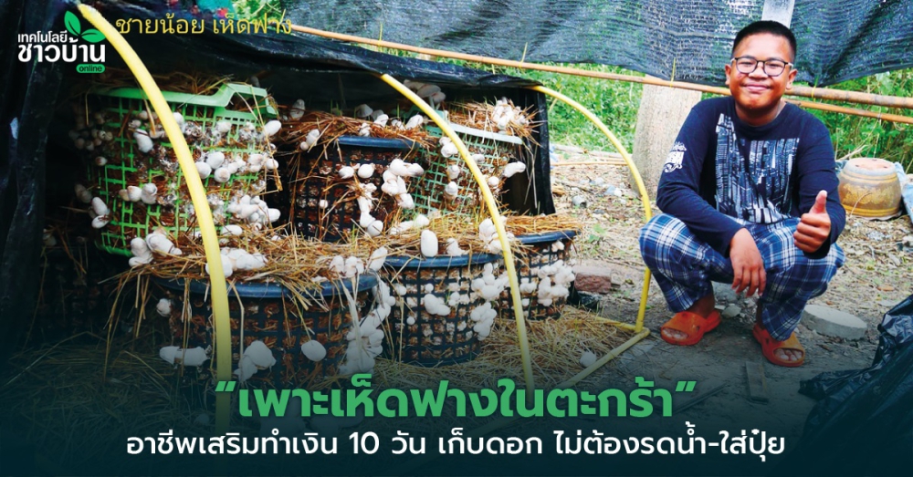 เพาะเห็ดฟางในตะกร้า”