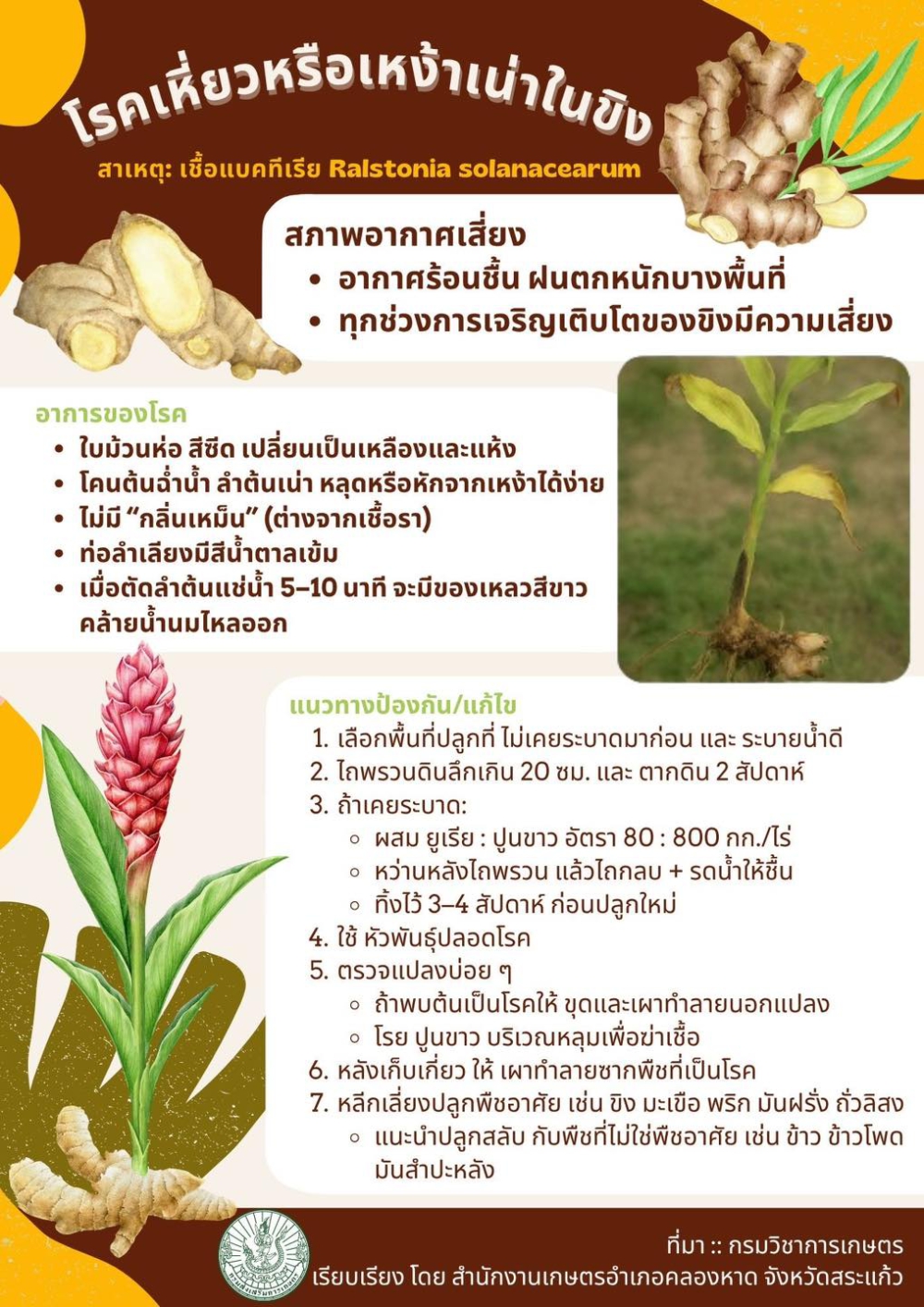 โรคเหี่ยวหรืเหงาเน่าในขิง