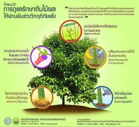 คำแนะนำการดูแลรักษาต้นไม้ผล