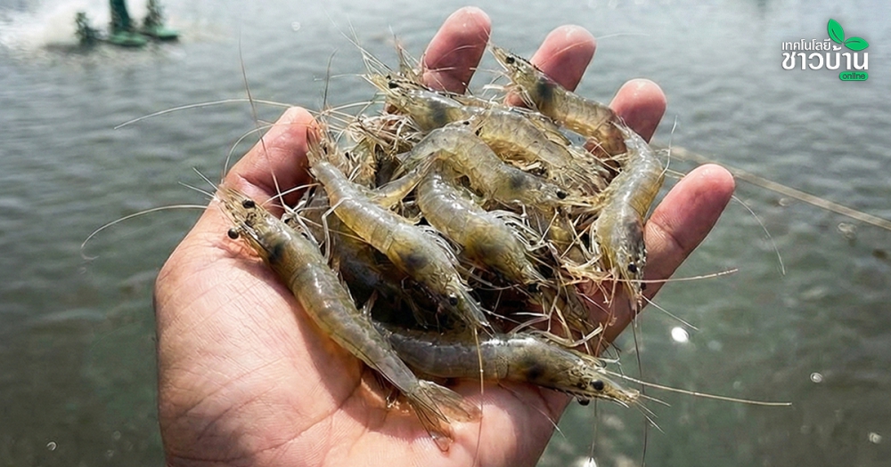 มองตลาดก่อนเลี้ยง!