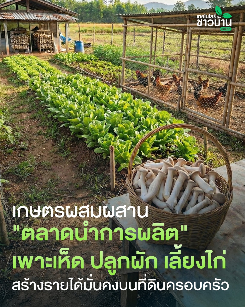 เกษตรผสมผสาน ตลาดนำการผลิตเทคนิค ปลูกผักเลี้ยงไก่