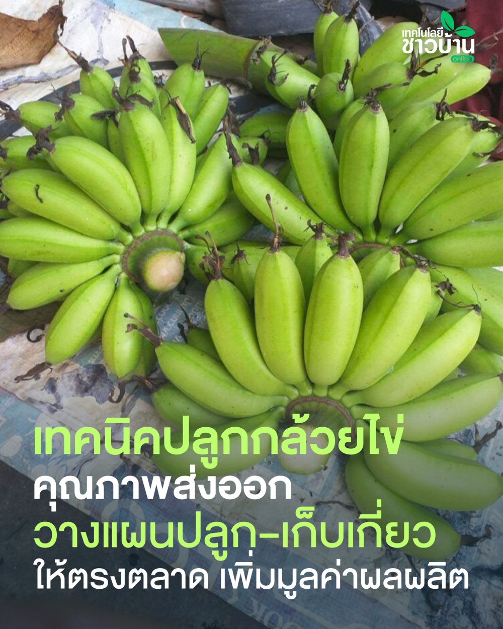 กล้วยไข่ของไทยมีจุดเด่นผลเล็ก