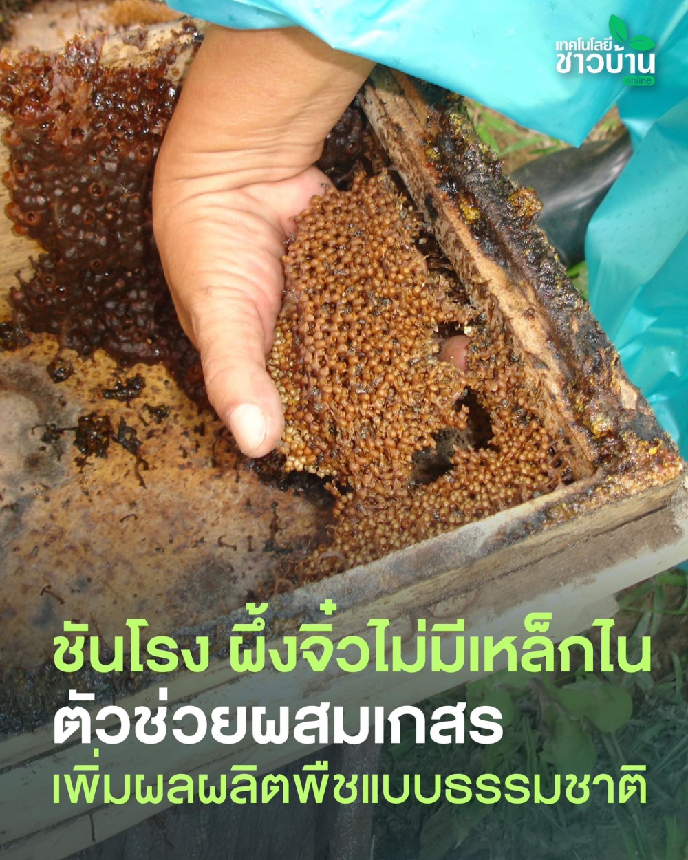 “ชันโรง”หรือ“ผึ้งจิ๋ว”แมลงตัวเล็กแต่ภารกิจยิ่งใหญ่