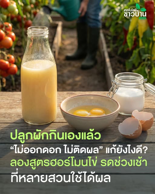 สูตรปุ๋ยเร่งดอก ฮอร์โมนไข่