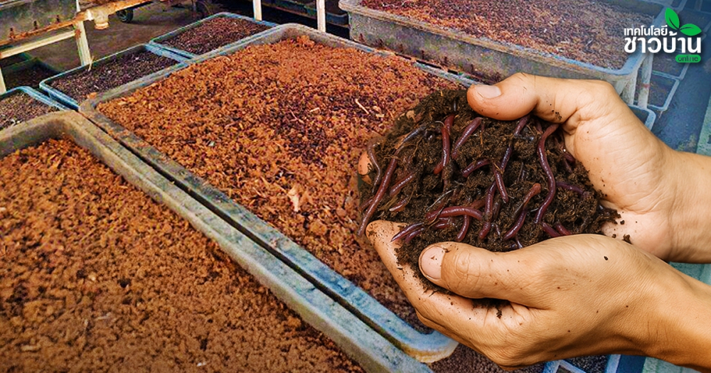 สูตรลับดินดีด้วยไส้เดือน”ทำง่ายต้นทุนต่ำ