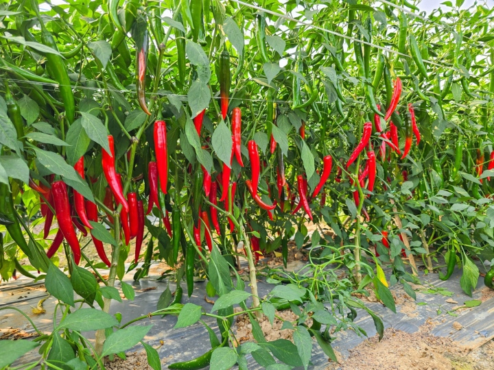 หนุ่มกำแพงเพชรต้นแบบทำเกษตรผสมผสาน