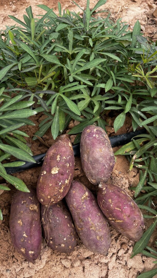 อดีตนักโฆษณาเผยวิชาญี่ปุ่น