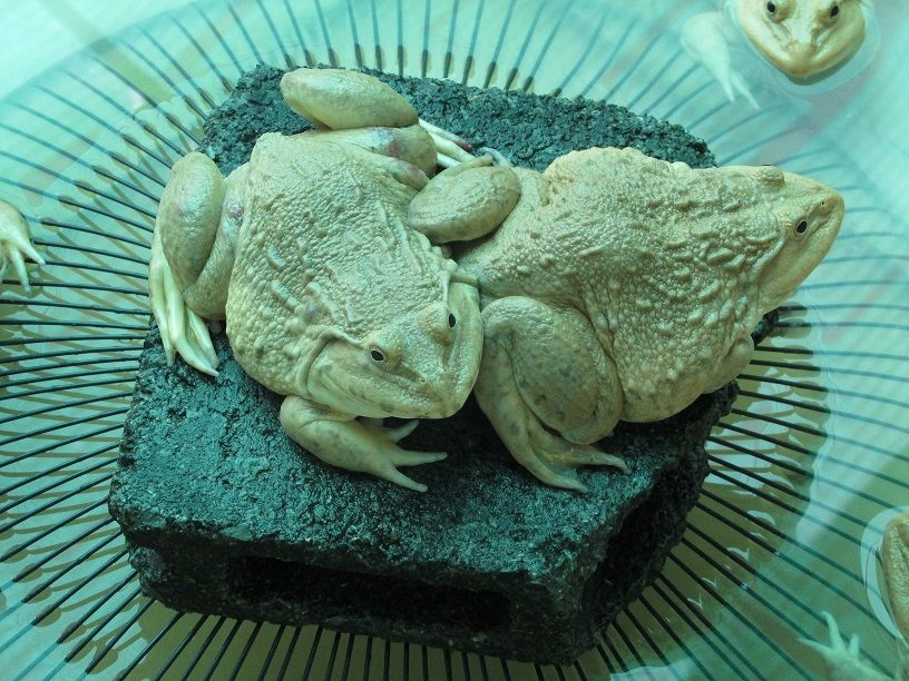 เกษตรกรจังหวัดชัยนาทเลี้ยงกบนาเป็นอาชีพเสริม