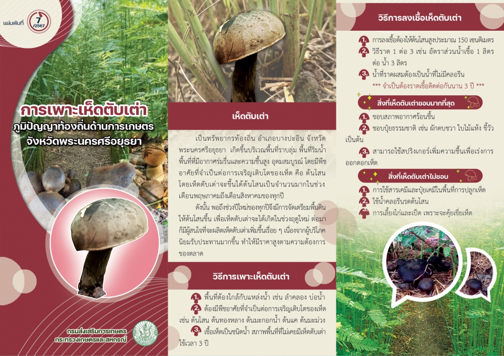 การเพาะเห็ดตับเต่า