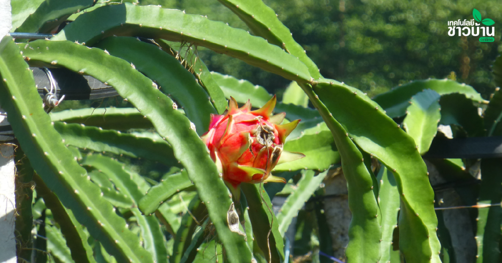 ตัดแต่งกิ่ง“แก้วมังกร”ช่วยเพิ่มผลผลิตถึง