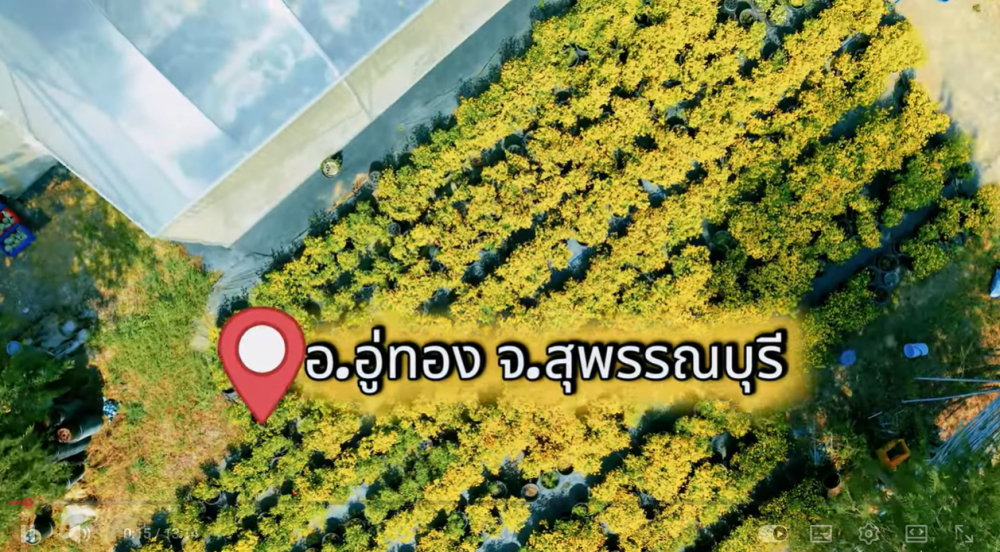 เก๊กฮวยตั้งแต่ดินถึงดอกความรู้ที่เติบโตพร้อมผลผลิต