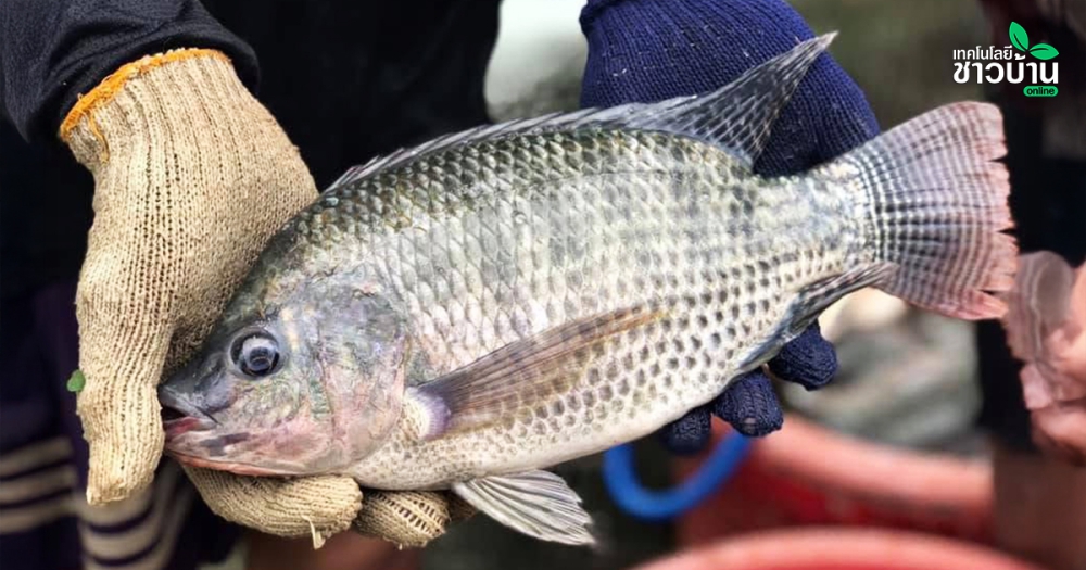 ปลานิลสัตว์น้ำเศรษฐกิจอันดับ