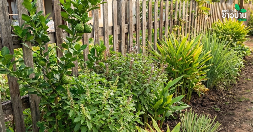 8สมุนไพรปลูกข้างรั้ว