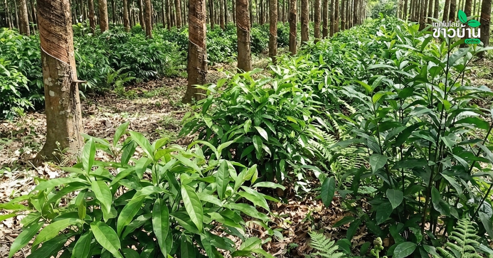 “3ผักพารอด”ผักเหลียงขาไก่ผักกูดปลูกร่วมยาง