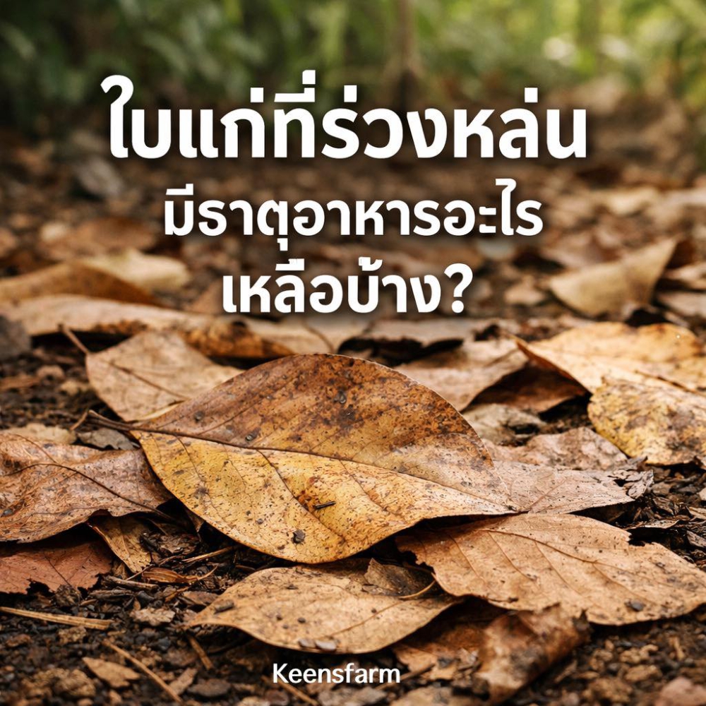 ใบไม้ที่ร่วงหล่นมีธาตุอาหารอะไรเหลือบ้าง