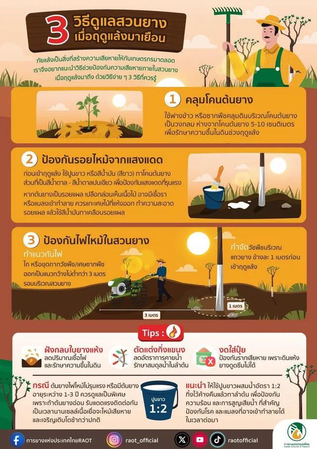 3วิธีดูแลสวนยางเมื่อฤดูแล้งมาเยือน