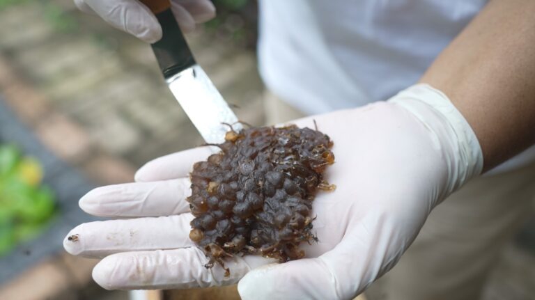 ชันโรงแมลงทำเงินงานสบายของวัยเกษียณ