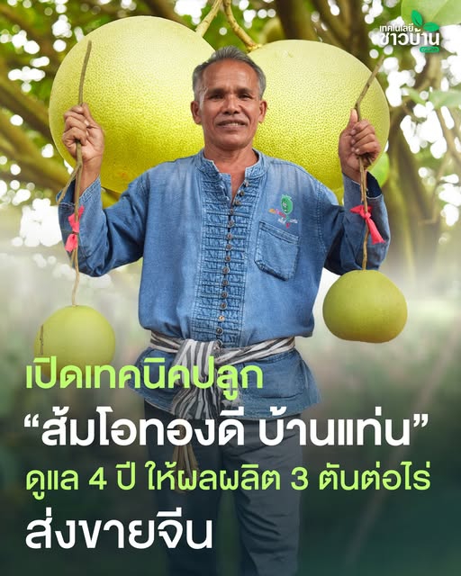 เกษตรกรผู้ปลูกส้มโอทองดีสร้างรายได้เพิ่มจากการตอนกิ่งพันธุ์