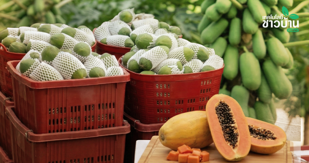 แนะวิธีเจาะตลาด ส่งผลไม้เข้าห้าง…ทำได้ไม่ยาก