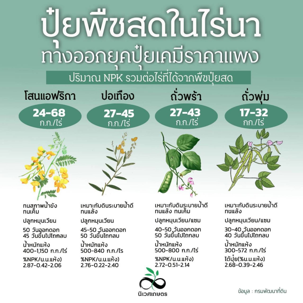 ปุ๋ยพืชสดในไร่นา ทางออกยุคปุ๋ยเคมีราคาแพง