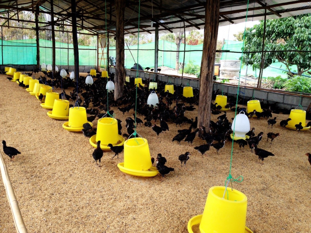 สูตรเด็ดลดต้นทุนด้วยอาหารสัตว์ธรรมชาติจากภูมิปัญญาชาวบ้าน