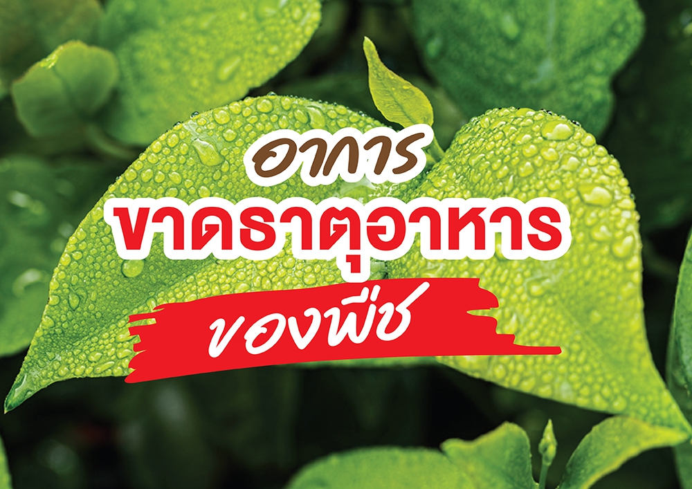 ขาดธาตุอะไร ใบทุเรียนจะเป็นแบบไหน