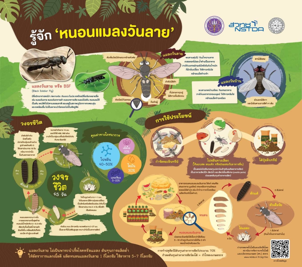 หนอนแมลงโปรตีน(BlackSoldierFly:BSF)กับการใช้ประโยชน์ในการย่อยสลายขยะอาหารและการมีส่วนช่วยบรรเทาภาวะโลกเดือด